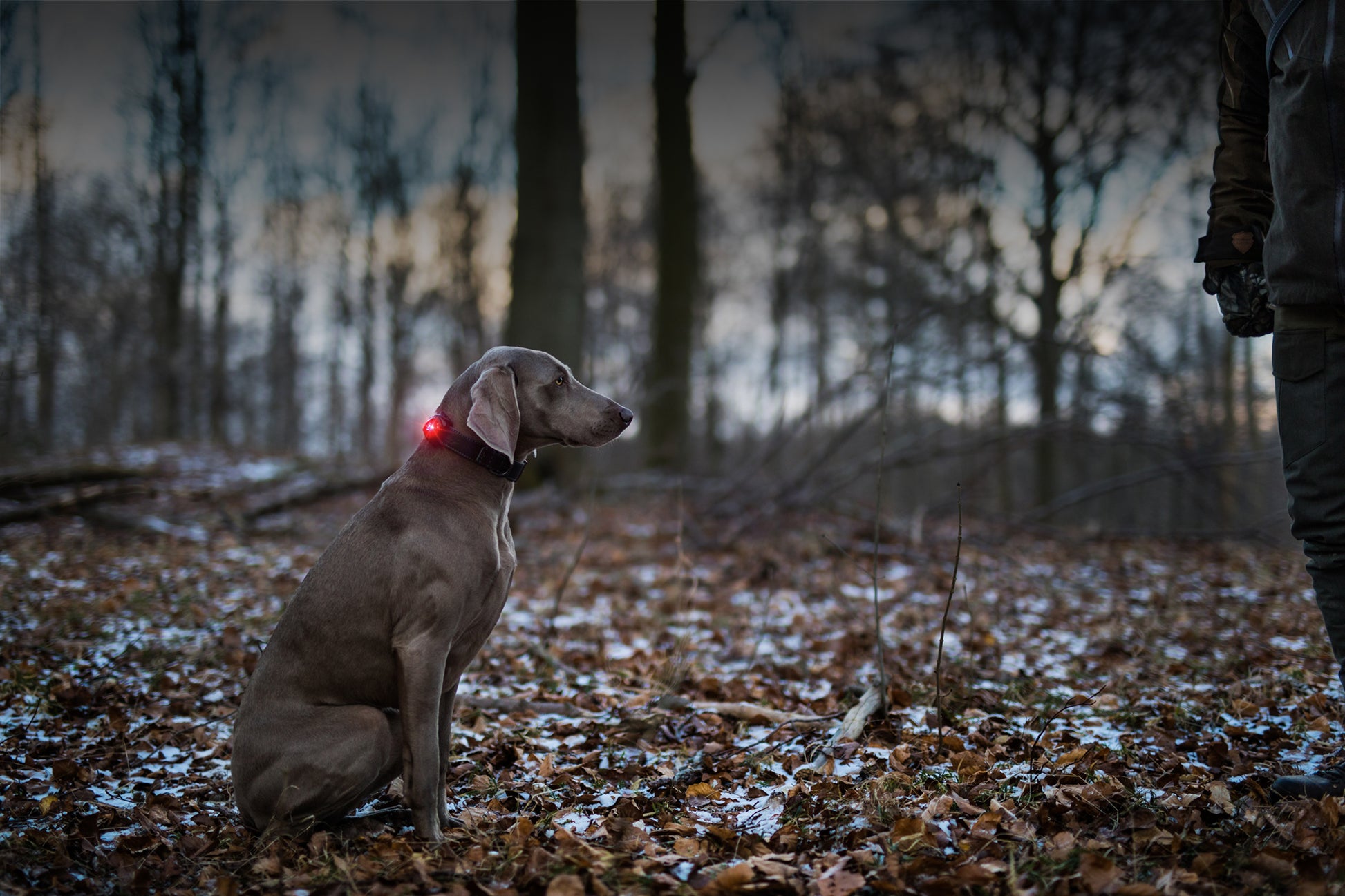 Orbiloc Dog Dual Red Hund im Wald