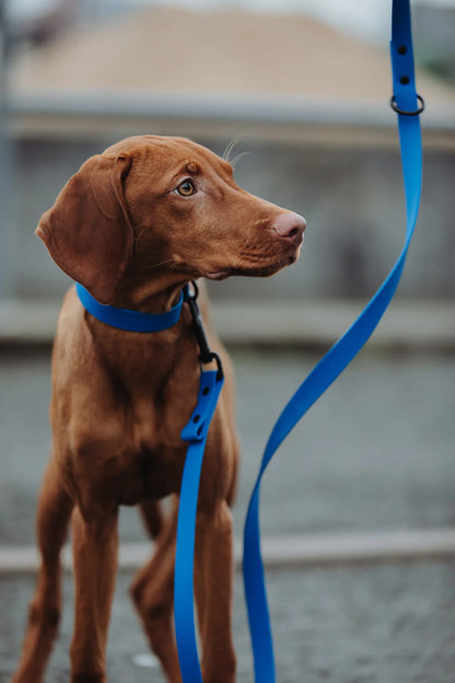 Biothane Halsband blau mit Hund 