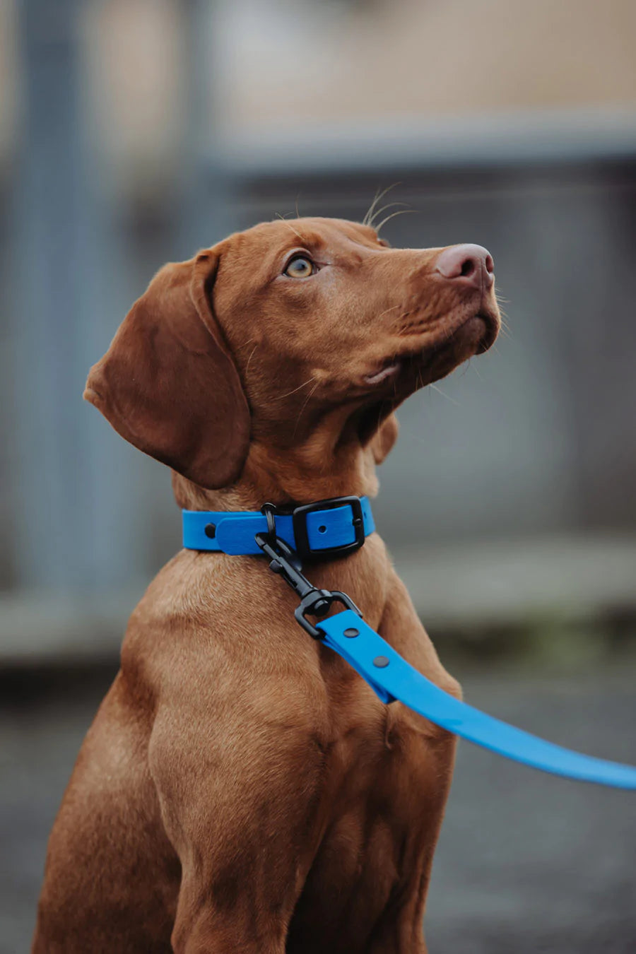Biothane Halsband blau Hund sitzt