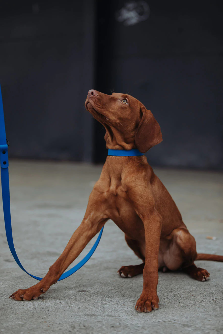 Biothane Halsband blau mit Hund