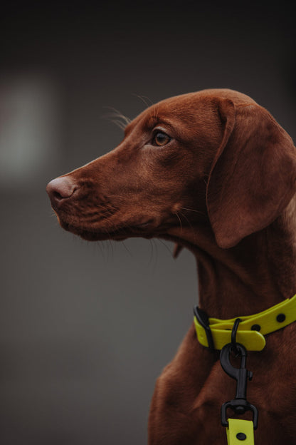 Biothane Set in gelb mit Hund