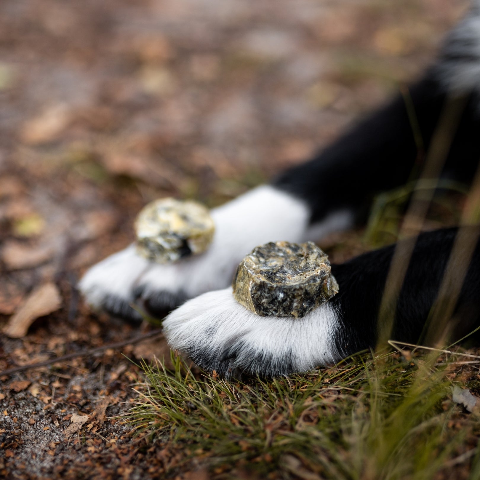 Tales & Tails Kabeljau Fischhaut Hundesnack Pfoten