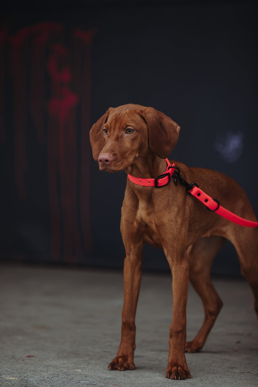 Biothane Hundehalsband in pink  von Thomas & Henry mit Hund