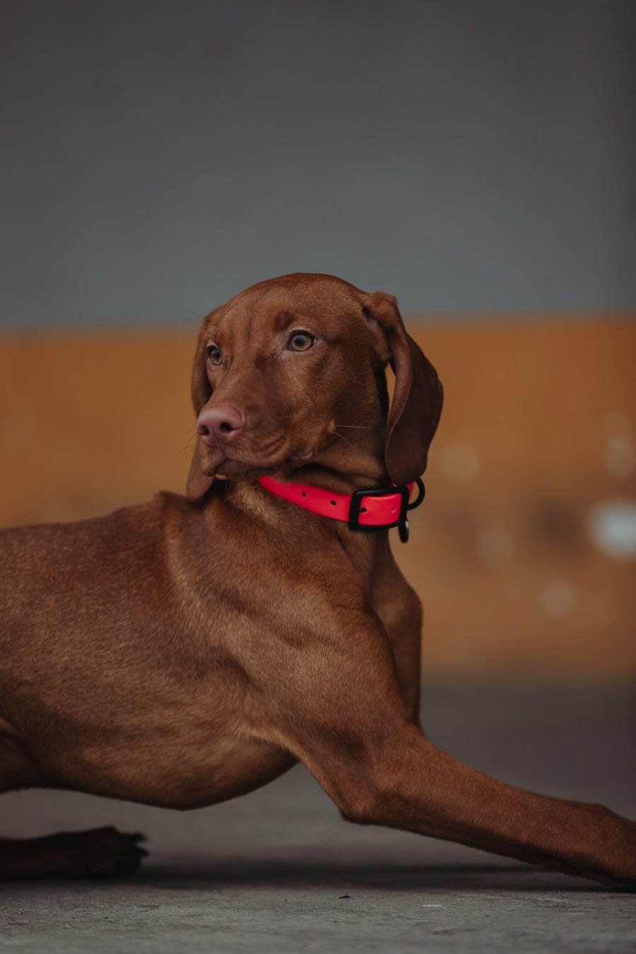 Biothane Hundehalsband in pink  von Thomas & Henry mit Hund