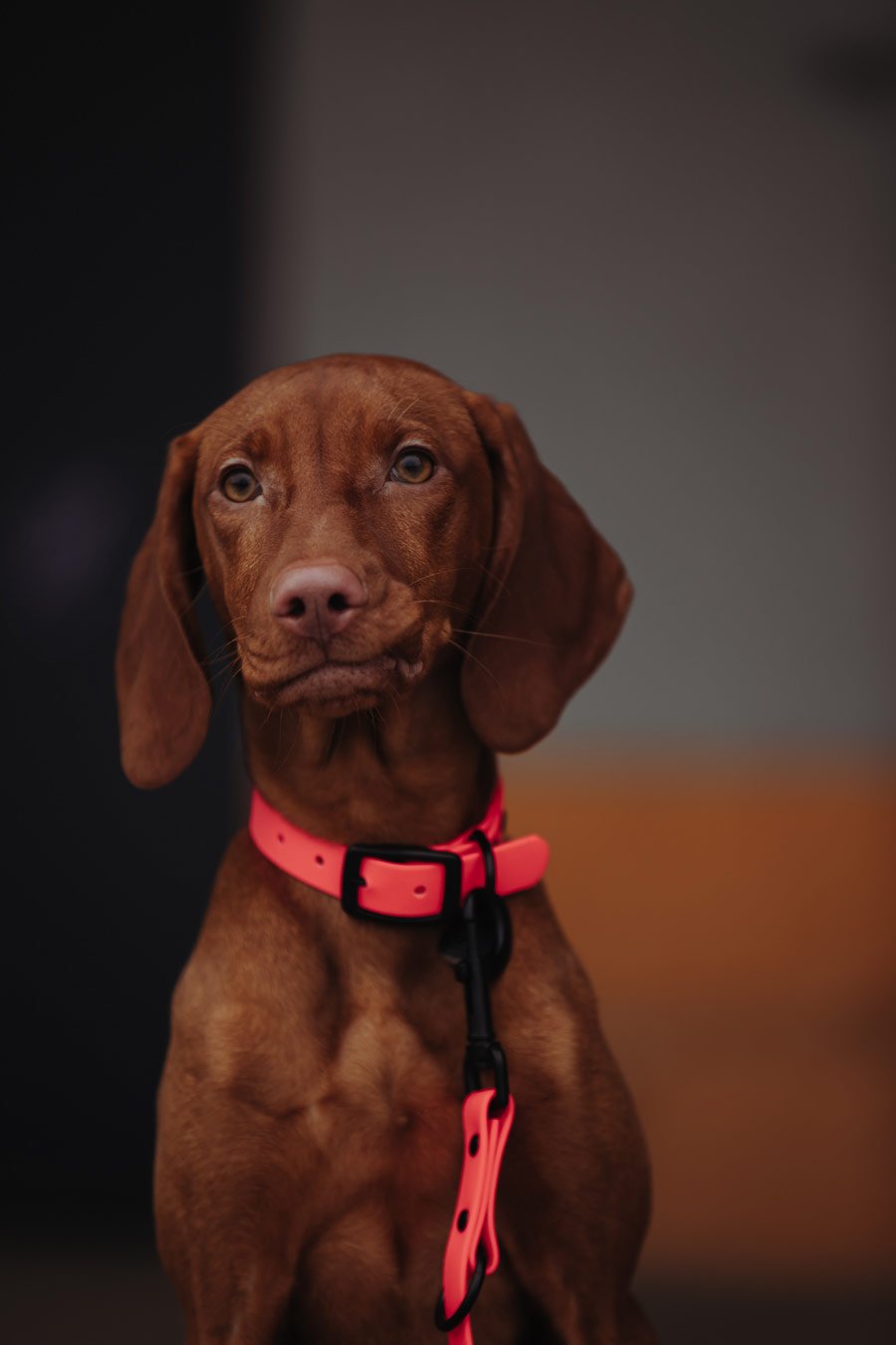 Biothane Hundehalsband in pink  von Thomas & Henry mit Hund