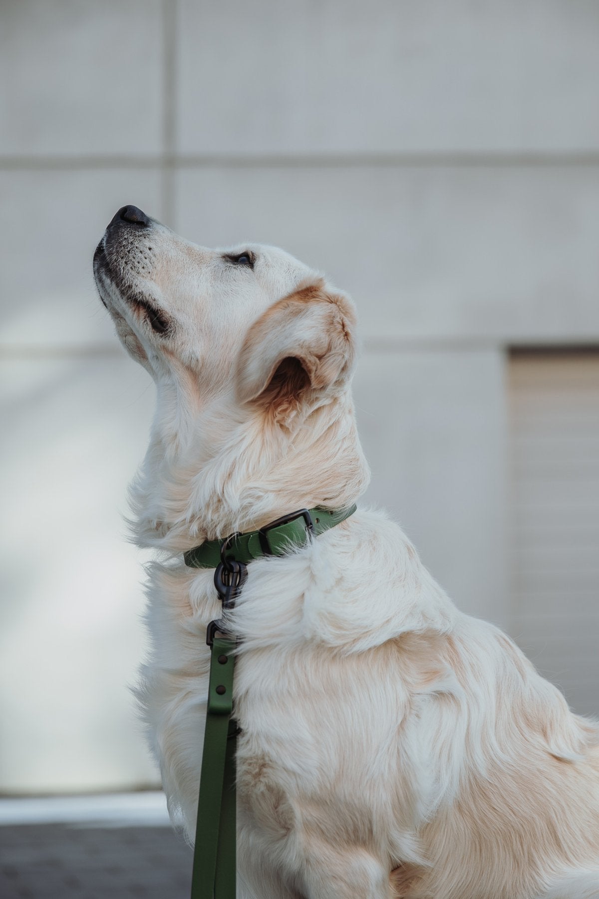 Biothane Hundehalsband in olive von Thomas & Henry mit Hund