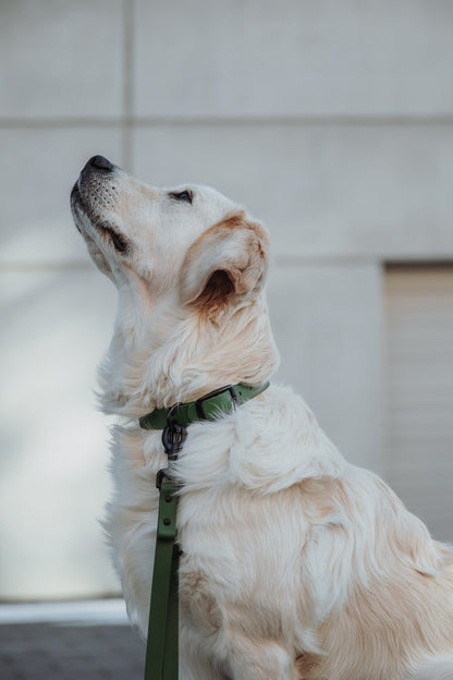 Biothane Hundehalsband in olive von Thomas & Henry mit Hund