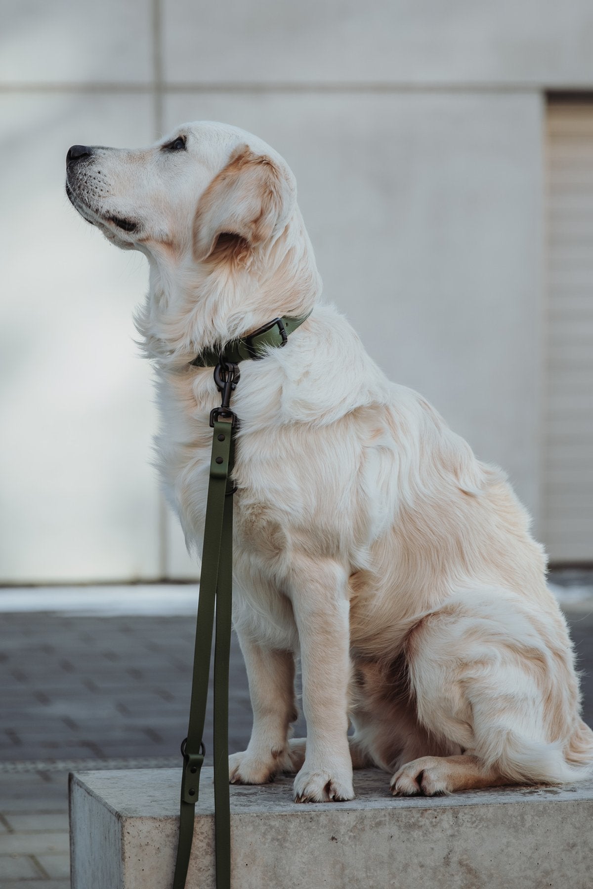 Biothane Hundehalsband in olive von Thomas & Henry mit Hund