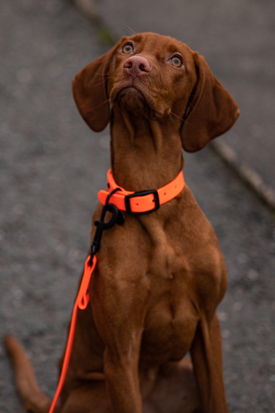Biothane Hundehalsband in orange von Thomas & Henry mit Hund