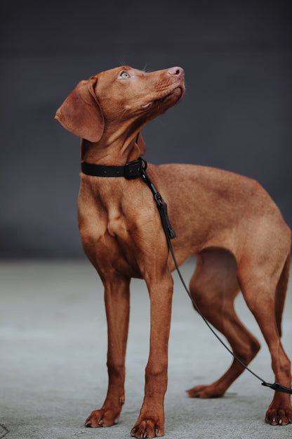 Biothane Hundeleine in schwarz von Thomas & Henry mit Hund