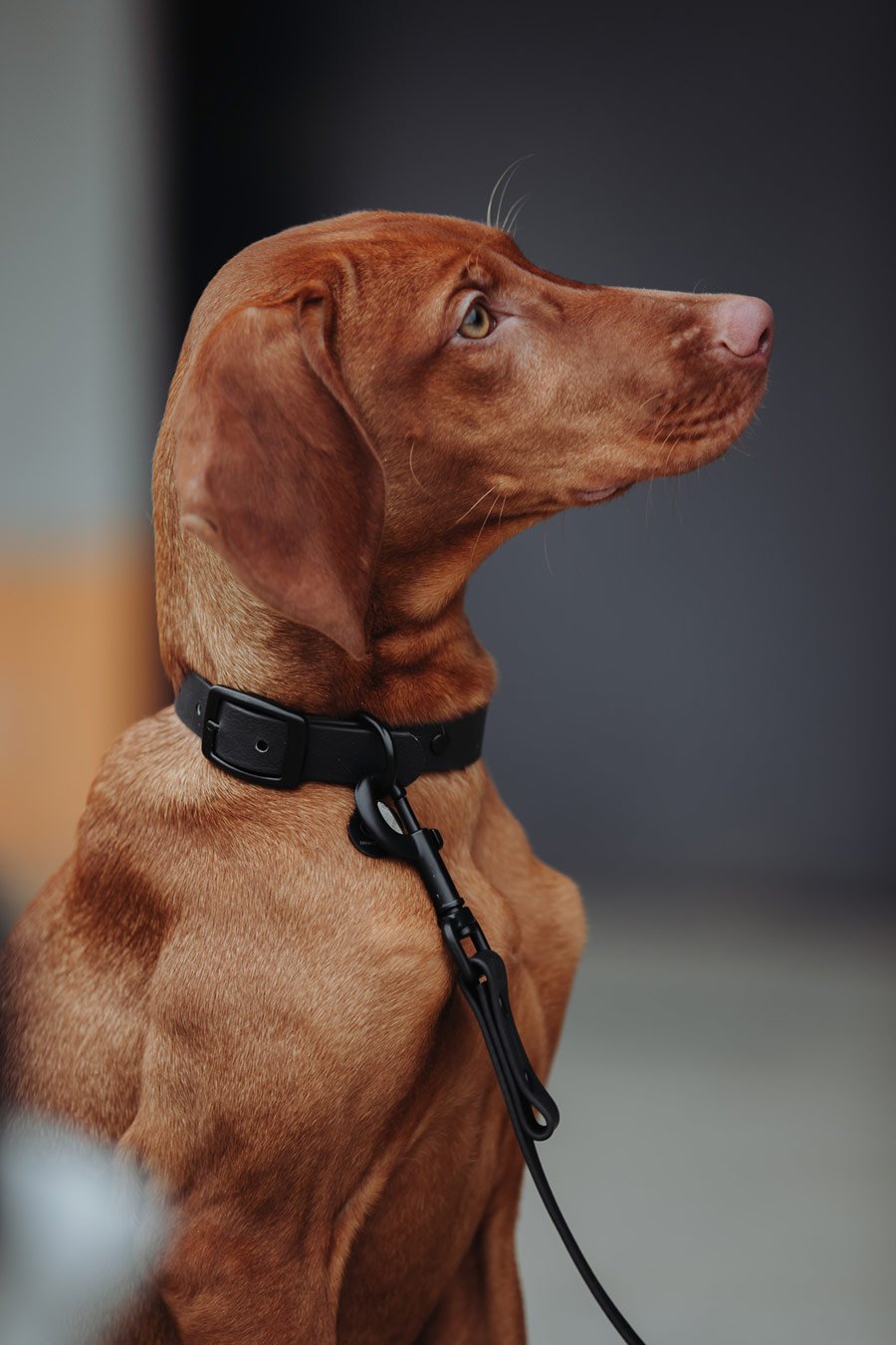 Biothane Hundeleine in schwarz von Thomas & Henry mit Hund