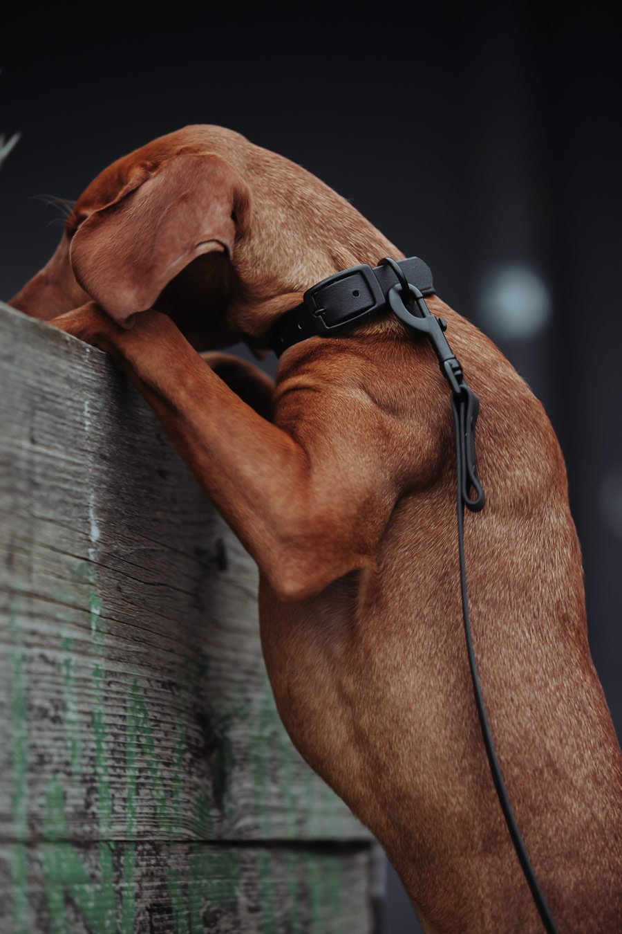 Biothane Hundeleine in schwarz von Thomas & Henry mit Hund