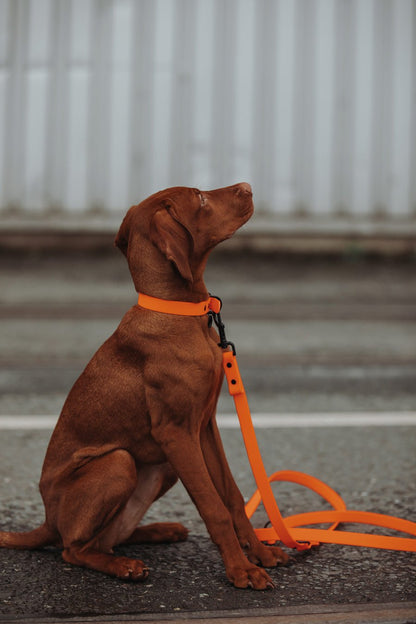 Biothane Hundeleine in orange von Thomas & Henry mit Hund