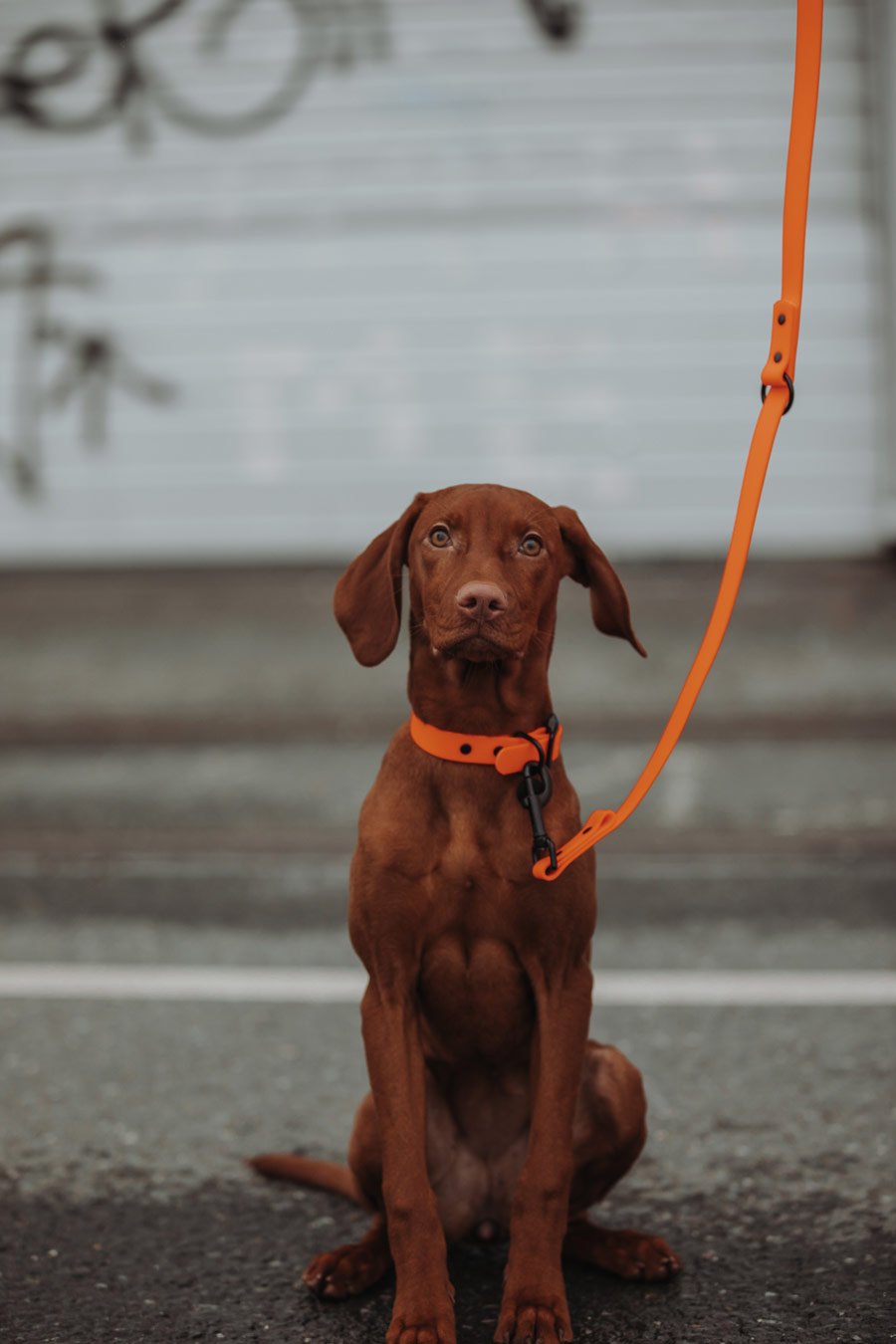 Biothane Hundehalsband in orange von Thomas & Henry mit Hund